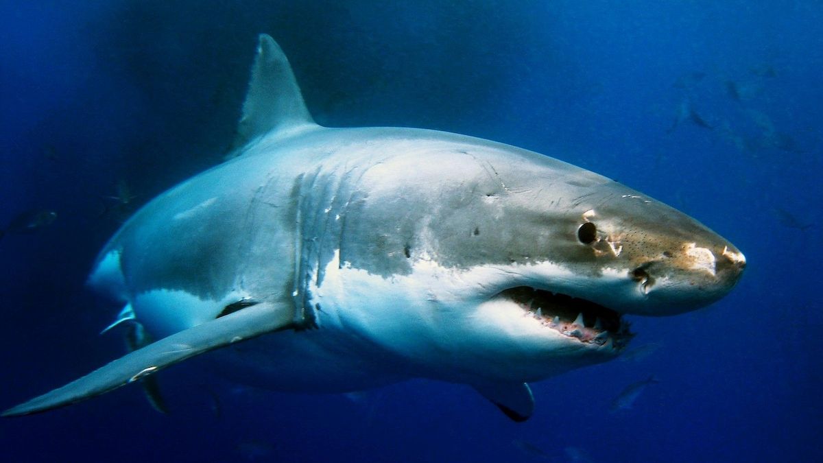 Žralok roztrhal na pláži u Sydney člověka